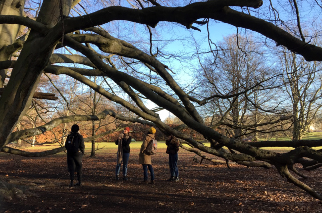 Image of a group of people standing beneath the long, twisting branches of a beech tree