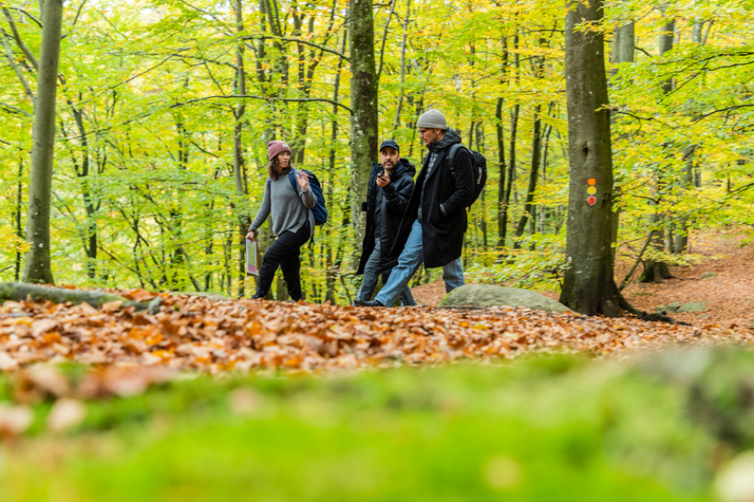 Three people walking in a green birch forest.