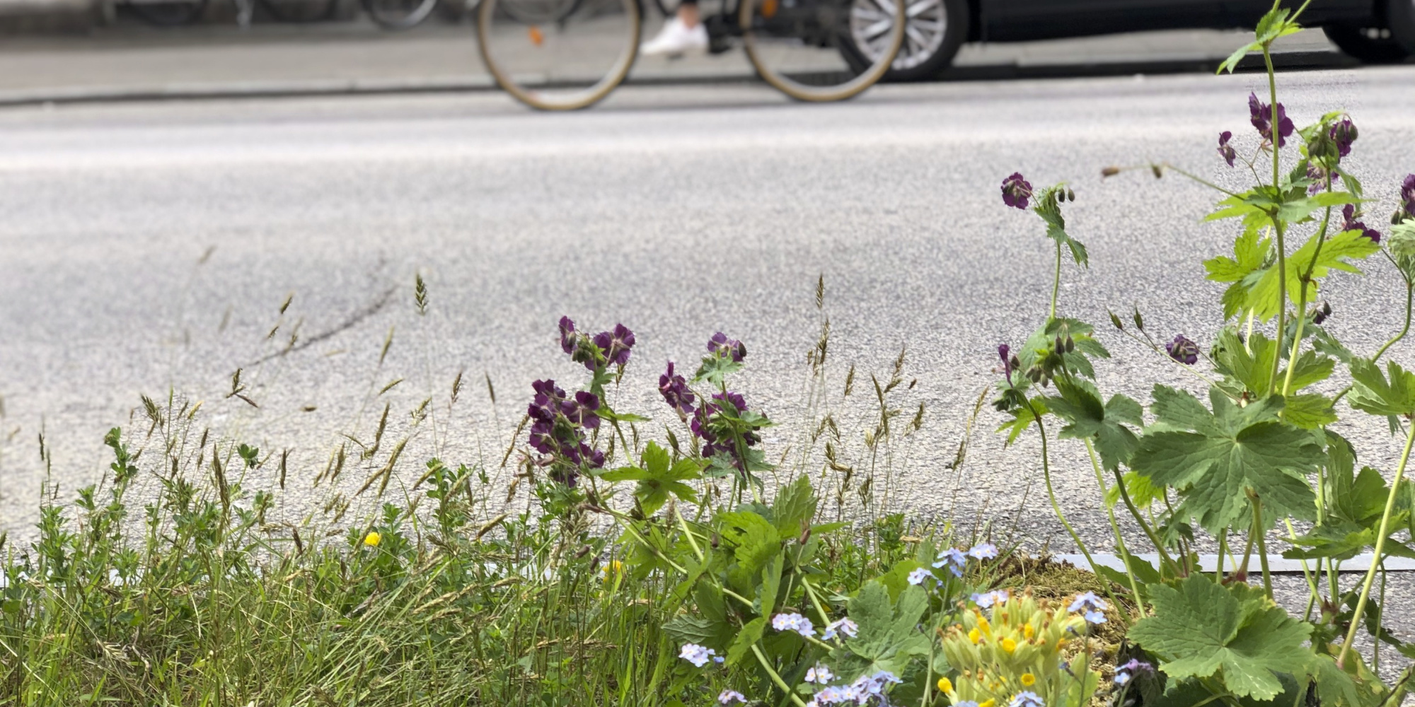 Grass and plants in the foreground with asphalt road with a bike and car in the background